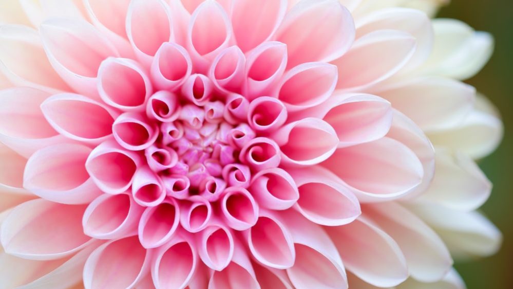 photo-flower