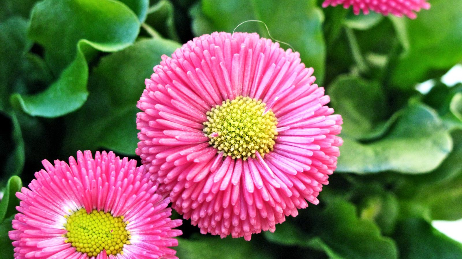 pink-flowers