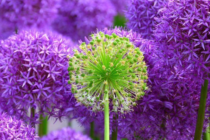 flower-139356_960_720